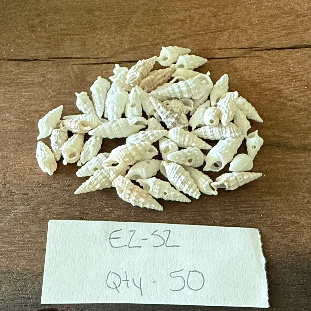 Tiny Shells Great for Decorating or crafts. Quantity 50